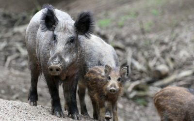 Afrikanische Schweinepest: Schnelles Handeln und sofortige Unterstützung erforderlich