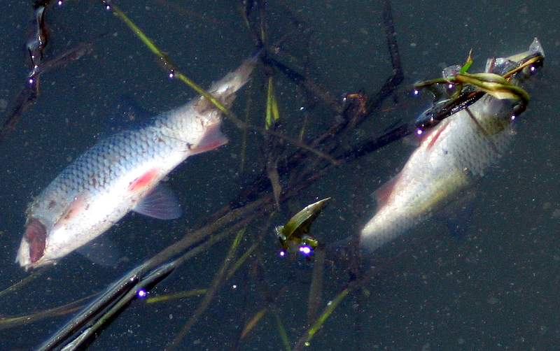 Fischsterben in der Oder – Vorwarnung wäre möglich gewesen