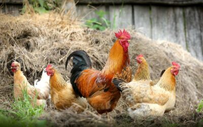 Sinneserbe bewahren – Charakter unserer Dörfer schützen